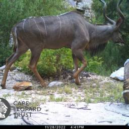 Kudu